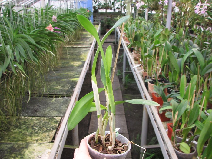 Brassocattleya Angel Lace (Cattleya Little Angel x Brassavola digbyana).JPG