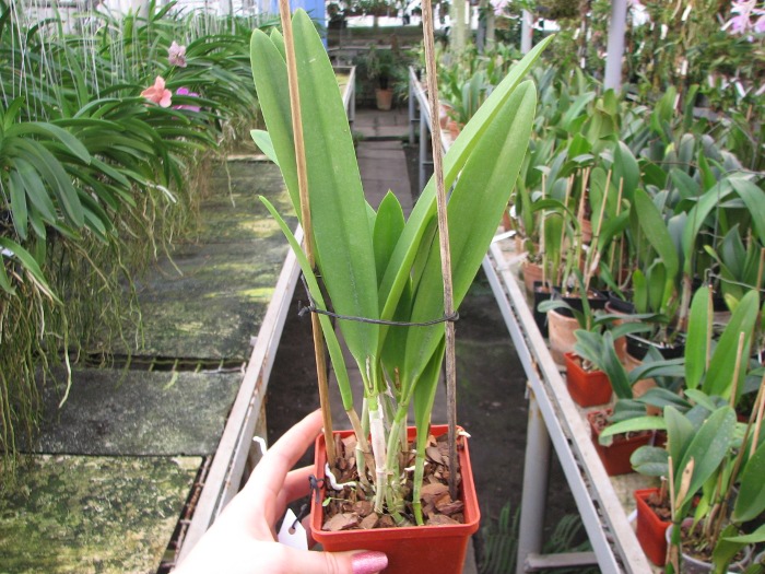 Brassocattleya Saint Andre (Cattleya dowiana aurea x Brassavola nodosa).JPG