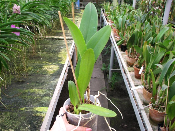 Brassolaeliocattleya Fort Watson 'Mendenhall'.JPG