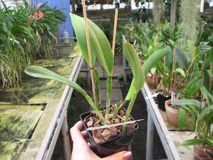 Laeliocattleya Cornelia coerulea.JPG