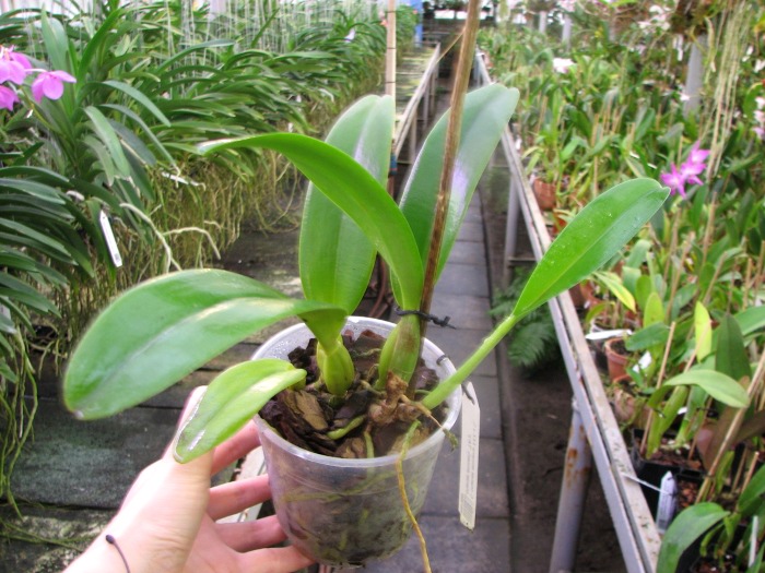 Cattleya trianae amoena XXX x Cattleya trianae amoena 'TA's'.JPG