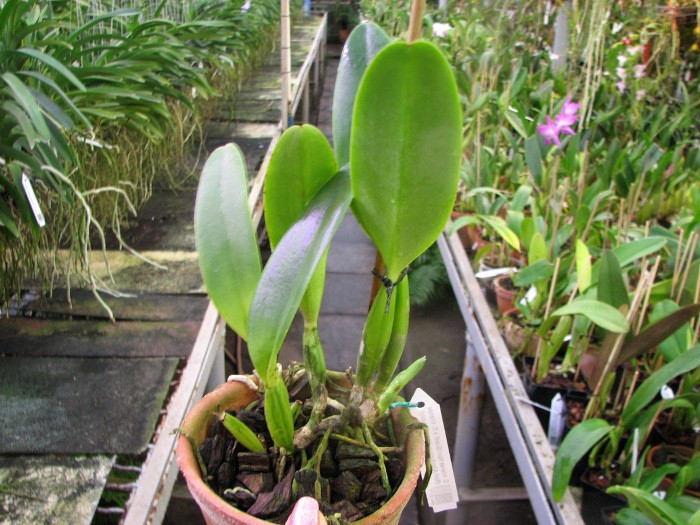 Cattleya trianae tipo 'Giant' x Cattleya trianae (Rolf Altenburg x Vitoria Castro).JPG