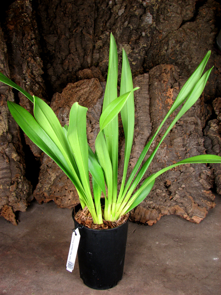 Cymbidium Pearl Dawson 'Procyon'.jpg