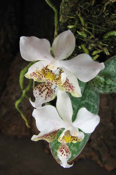 Phalaenopsis stuartiana.jpg