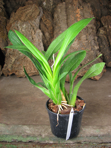 Brassada Mivada (Brassia brachiata X Ada aurantiaca).jpg