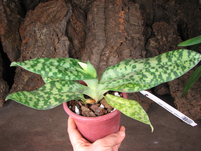 Paphiopedilum Maudiae alba.jpg