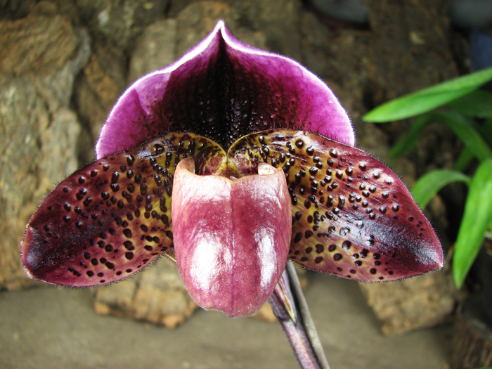Paphiopedilum Ruby Leopard Vini x charlesworthii.jpg
