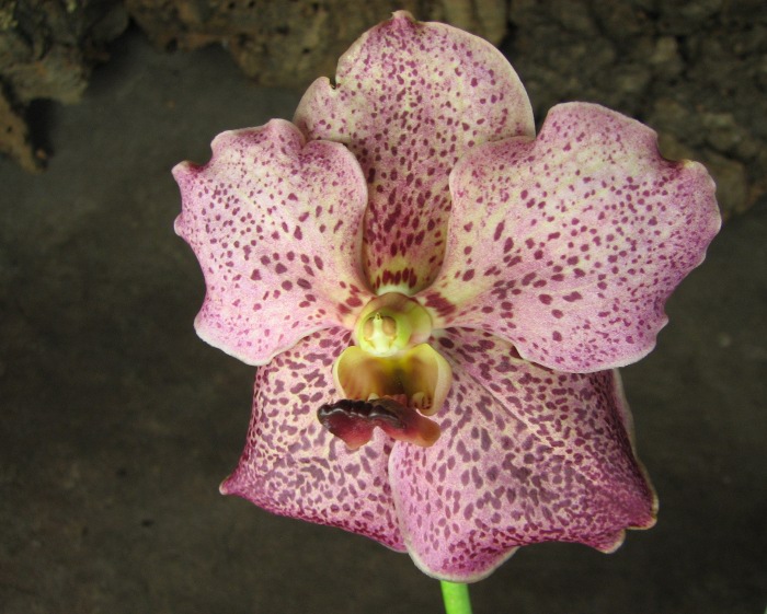 Vanda Tarab Waxy x Ascocenda Medasand - Vanda Suntan.JPG