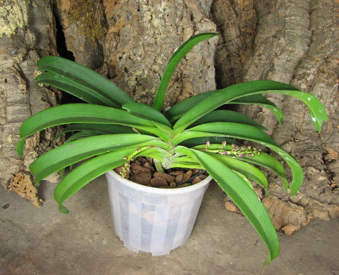 Rhynchostylis gigantea red.JPG