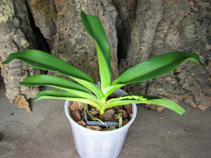 Rhynchostylis gigantea white.JPG