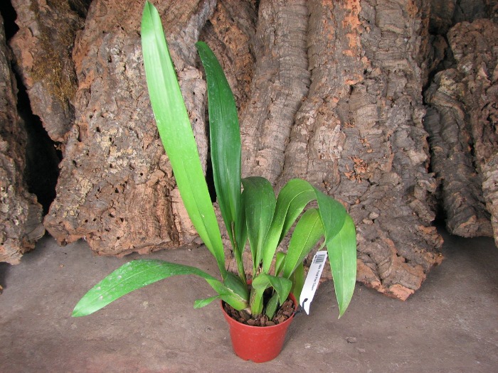 Wilsonara Finial Fire 'Clown'.JPG