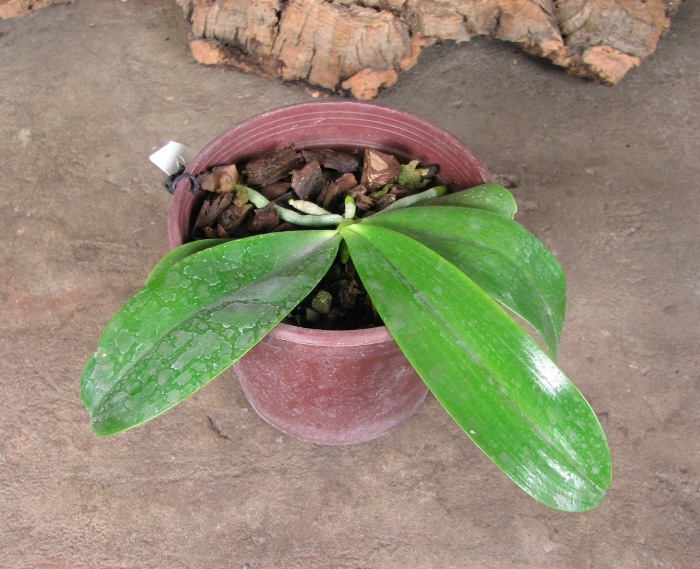 Phalaenopsis hieroglyphica.JPG