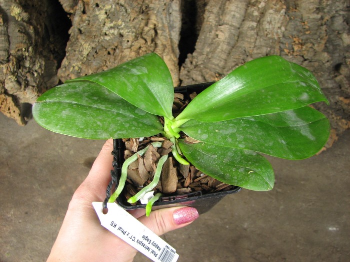 Phalaenopsis tetraspis 'C1' x Phalaenopsis KS Happy Eagle.JPG