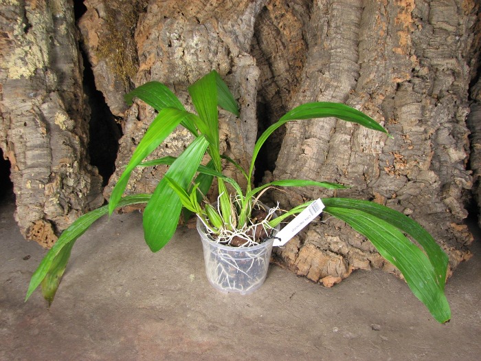 Coryanthes macrocorys.JPG