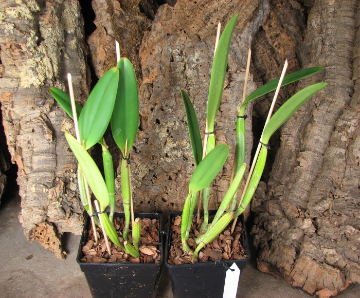 Cattleya lueddemanniana concolor (clara) x self.JPG