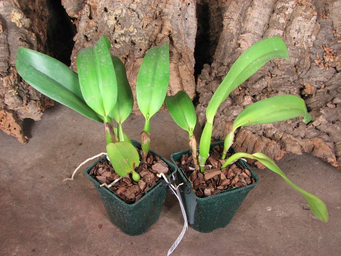 Potinara Orglade's Tradition 'Sunset'(Brassolaeliocattleya Bouton D'Or x Sophrolaeliocattleya Hazel Boyd).JPG