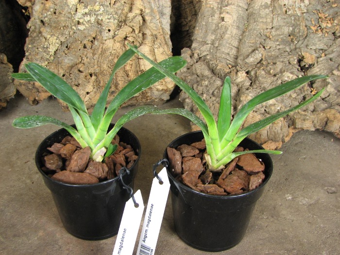 Angraecum magdalenae.JPG
