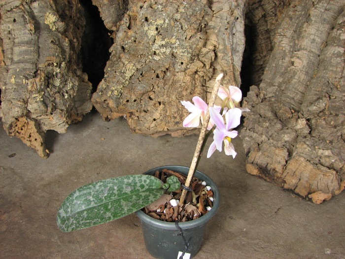 Phalaenopsis Philadelphia (schilleriana x stuartiana).JPG