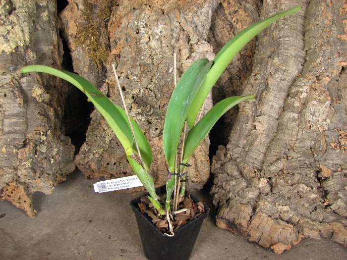 Brassolaeliocattleya Sanyang Ruby 'Grand Dragon' x (Blc. Angkinantana x Lc. Phai-Loeng Waianae).JPG