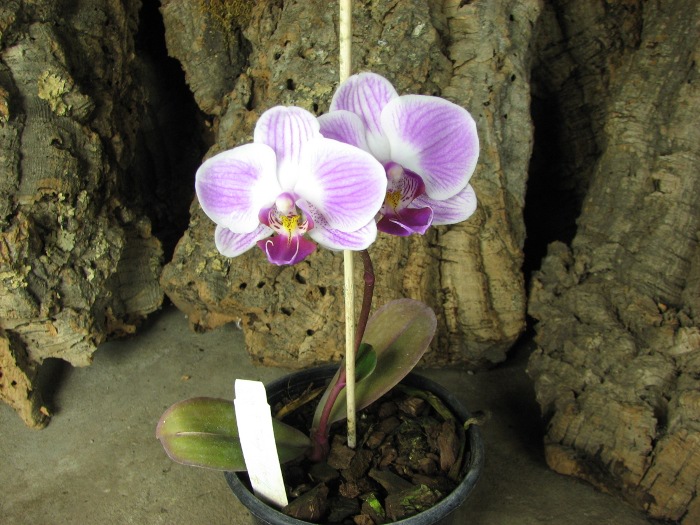 Doritaenopsis Tiny Honey.JPG