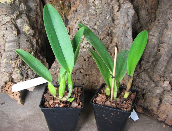 Cattleya labiata coerulea 'Titi' (Z-185) x Cattleya labiata coerulea 'Blue Sky' (Z-185).JPG