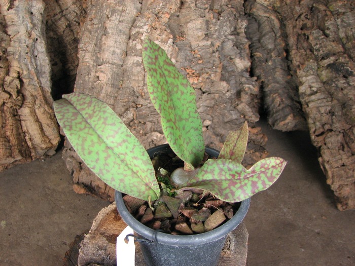 Psychopsis Butterfly (sanderae x papilio).JPG