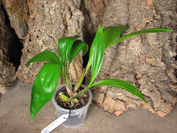 Coryanthes leferenziorum.JPG
