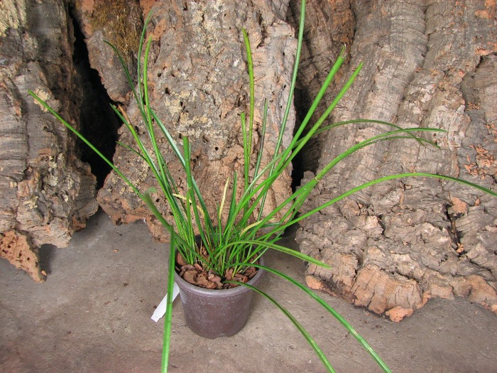 Dendrochilum wenzelii.JPG