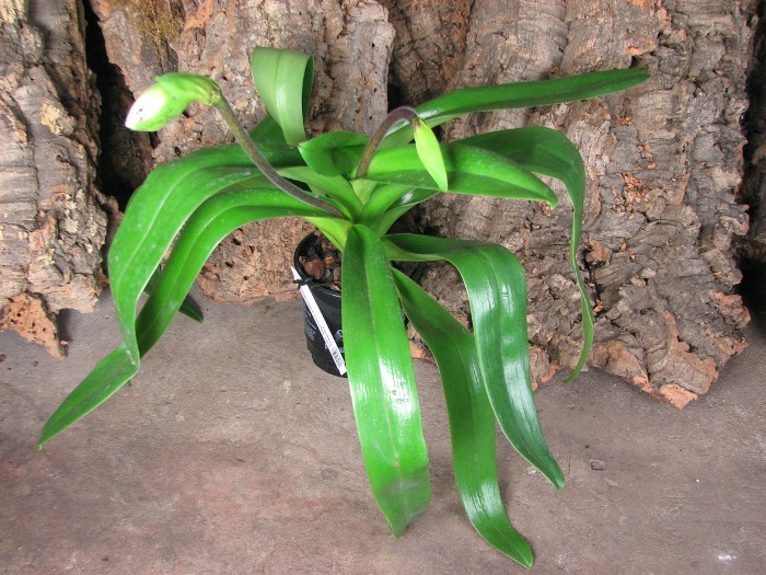 Paphiopedilum Bajazzo x Junior World x Acapulco.JPG