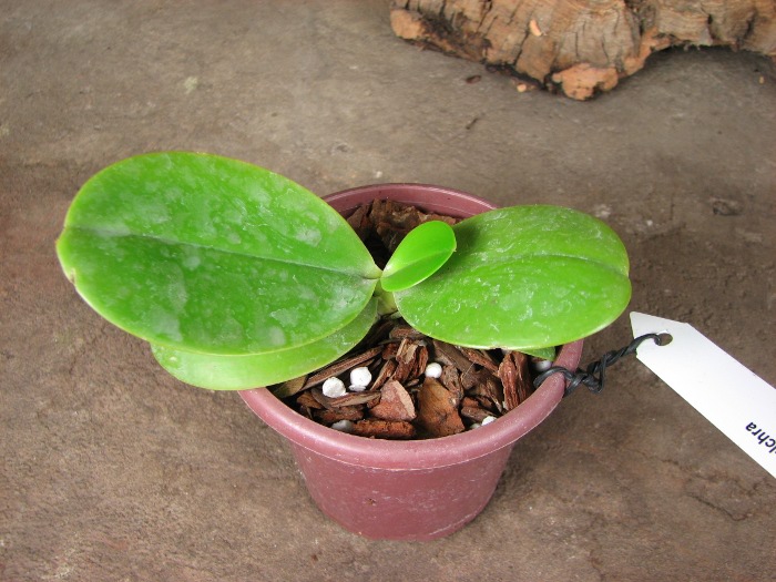 Phalaenopsis pulchra.JPG