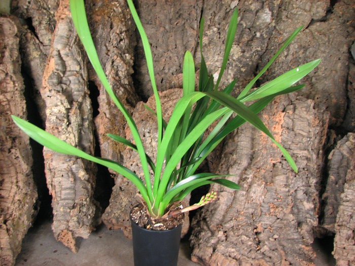 Cymbidium Dorothy Stockstill 'Forgotten Fruits'.JPG