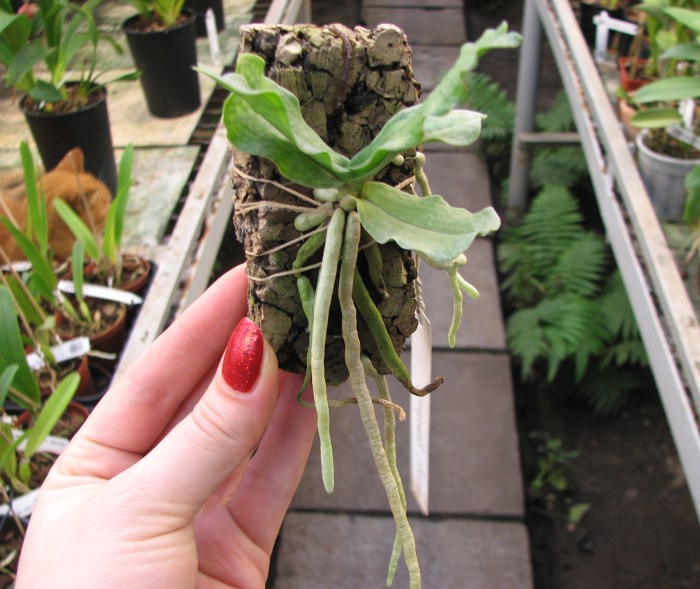 Aerangis somalensis.JPG
