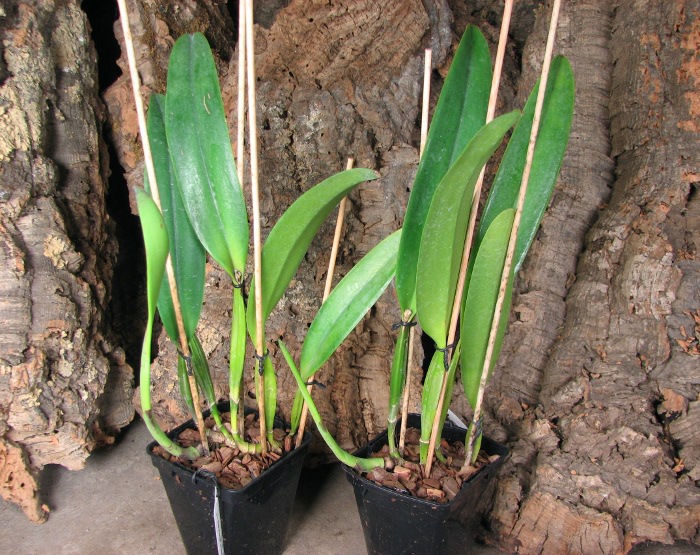 Cattleya schroederae albescens x Cattleya schroederae alba.JPG