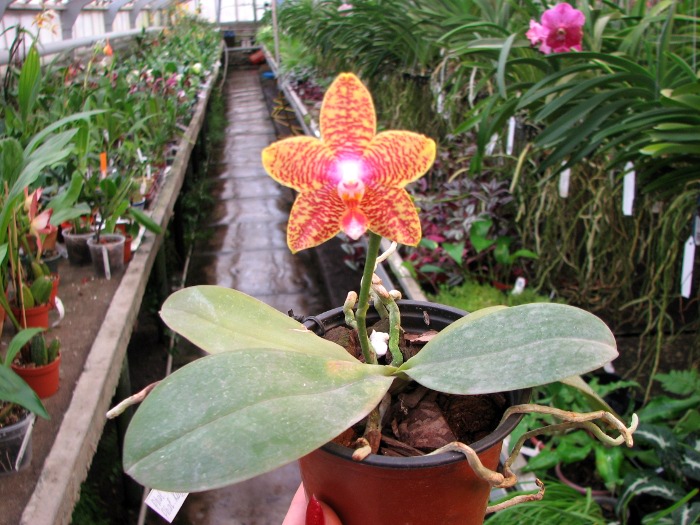 Phalaenopsis Sogo Lawrence x Phalaenopsis Kung's Red Cherry.JPG