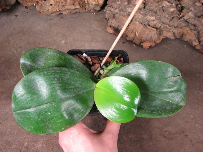 Phalaenopsis Samera 'Blue'.JPG