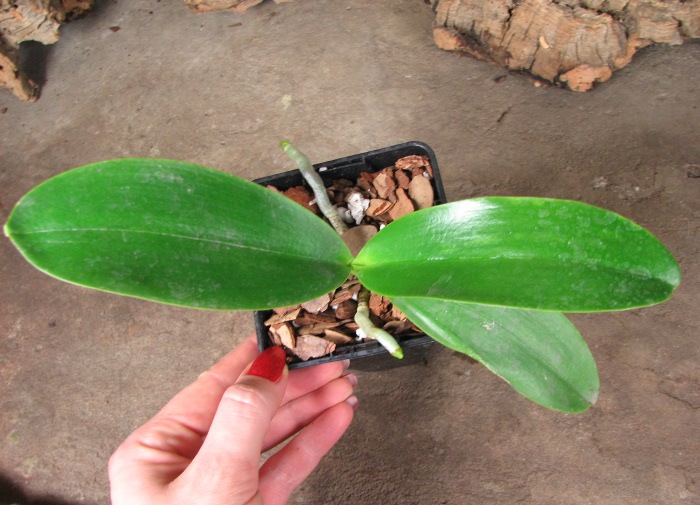Phalaenopsis Natasha 'Aiko'.JPG