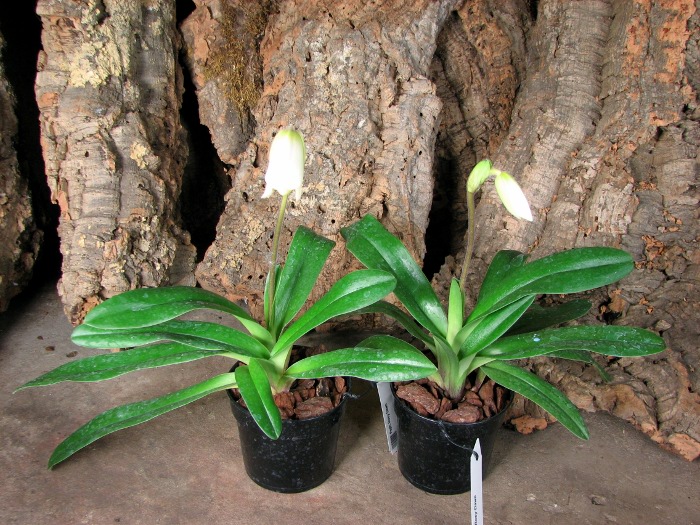 Paphiopedilum Rosy Dawn.JPG