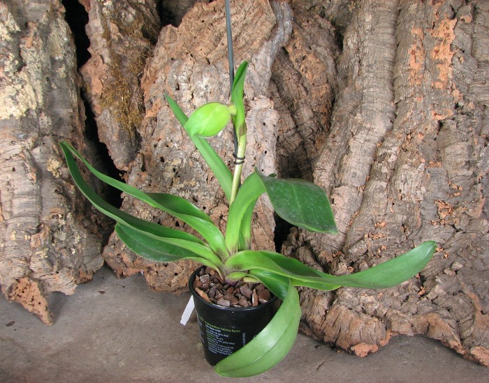 Paphiopedilum Lippewunder hybrid.JPG