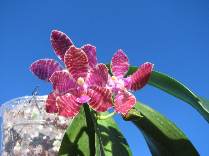 Phalaenopsis Joey (gigantea x lueddemanniana).JPG