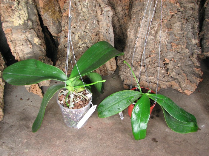 Phalaenopsis David Lim (P. amboinensis x P. gigantea).JPG