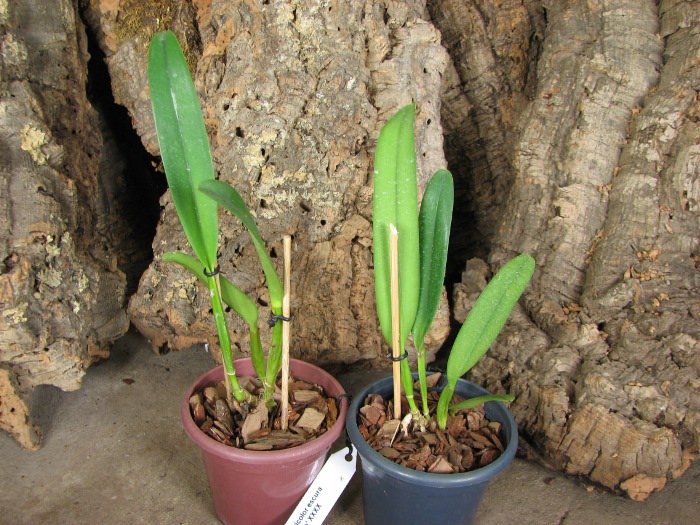 Cattleya quadricolor escura 'Sombrero' XXXX.JPG