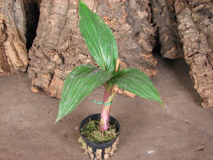 Malaxis latifolia.JPG