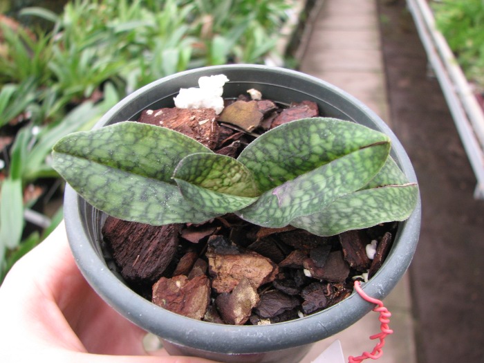 Paphiopedilum malipoense.JPG