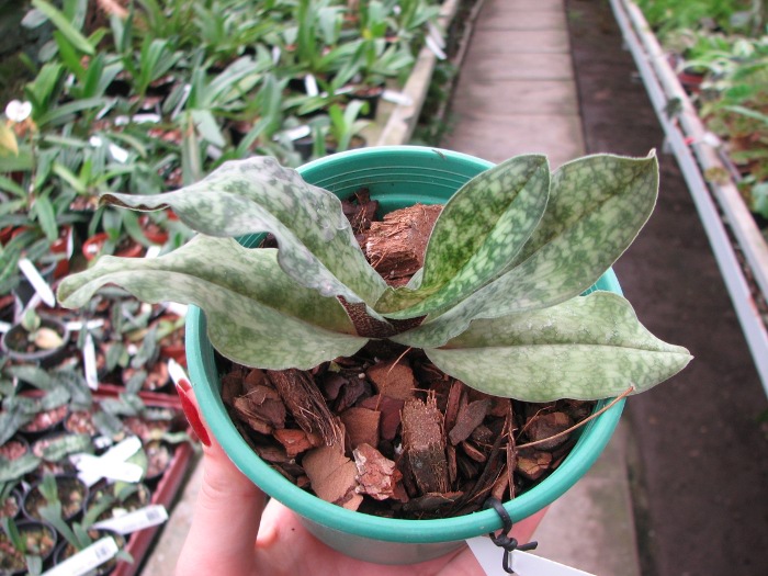 Paphiopedilum malipoense x vietnamense.JPG