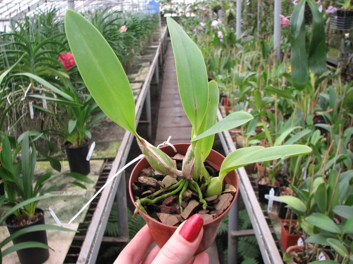 Laelia anceps lineatha x Laelia anceps pelorica 'Roeblingiana'.JPG