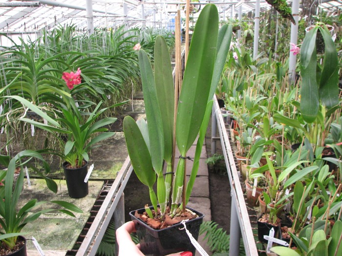 Laelia purpurata (flamea marginata x flamea marginata).JPG