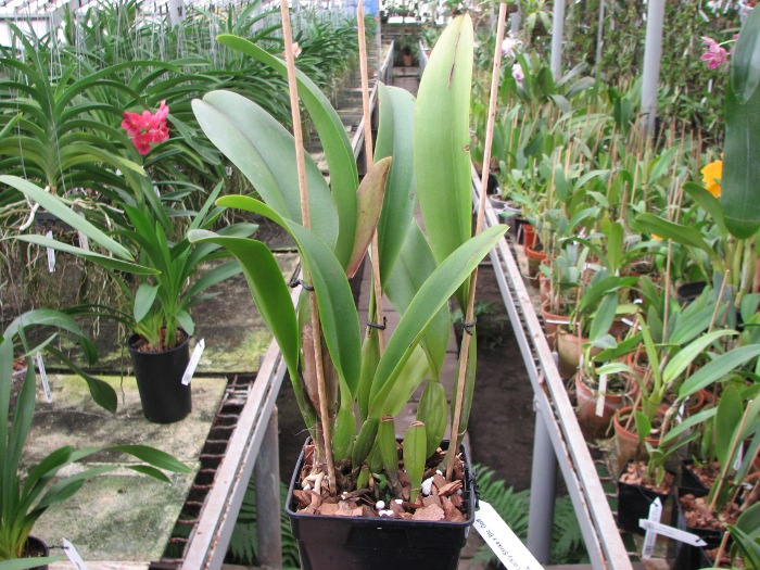 Brassolaeliocattleya Lucky Strike x Brassolaeliocattleya Golf Pink.JPG