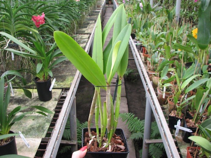 Rhyncholaeliocattleya Golf Green 'Lu-Chi' (OG).JPG