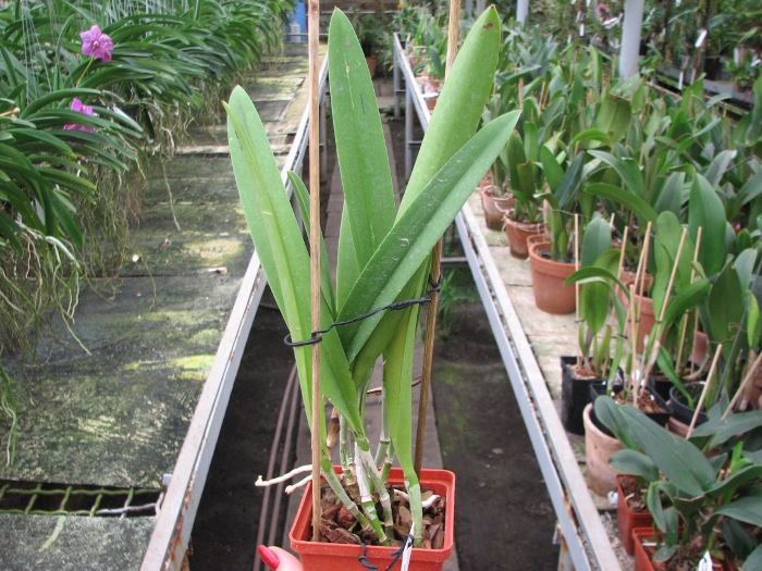 Brassocattleya Saint Andre (Cattleya dowiana aurea x Brassavola nodosa).JPG