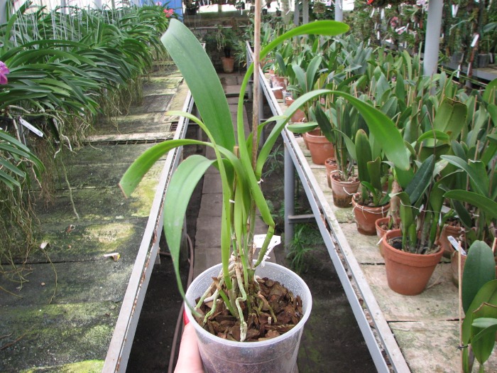 Brassolaeliocattleya Keowee 'Mendenhall'.JPG